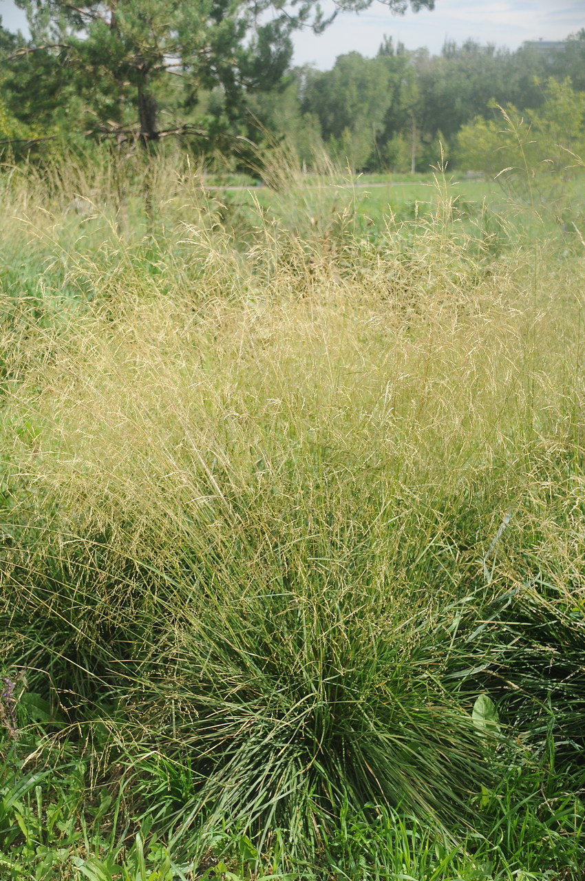 Image of Deschampsia cespitosa specimen.