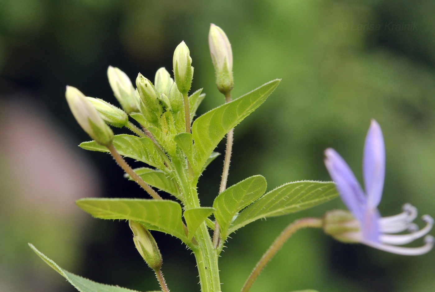 Image of Cleome rutidosperma specimen.