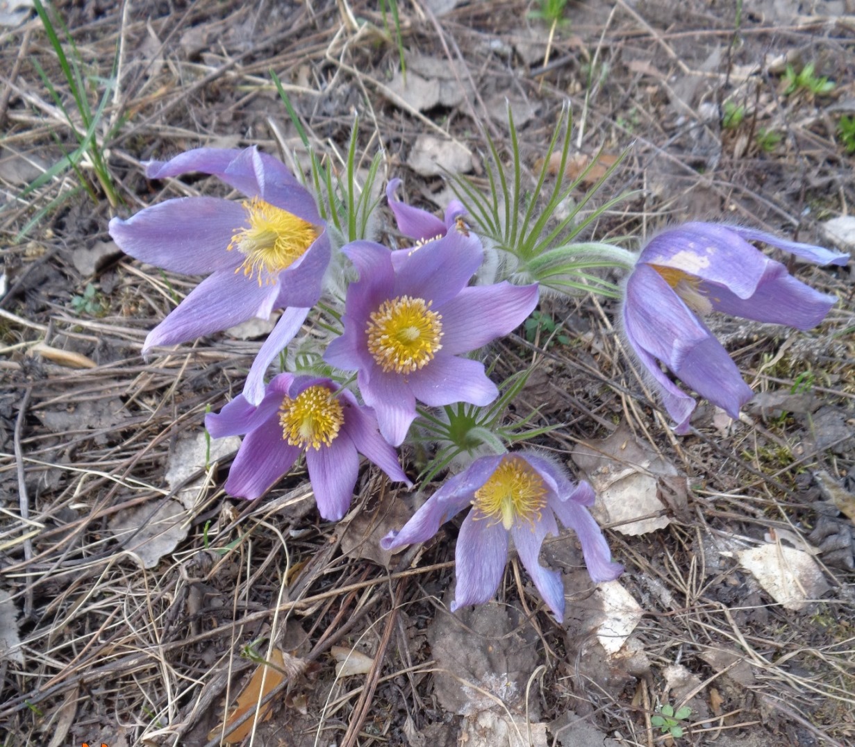 Image of Pulsatilla patens specimen.