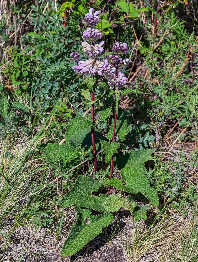 Изображение особи Phlomoides tuberosa.