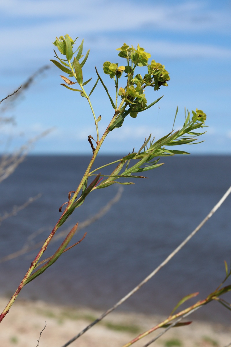 Image of Euphorbia virgata specimen.