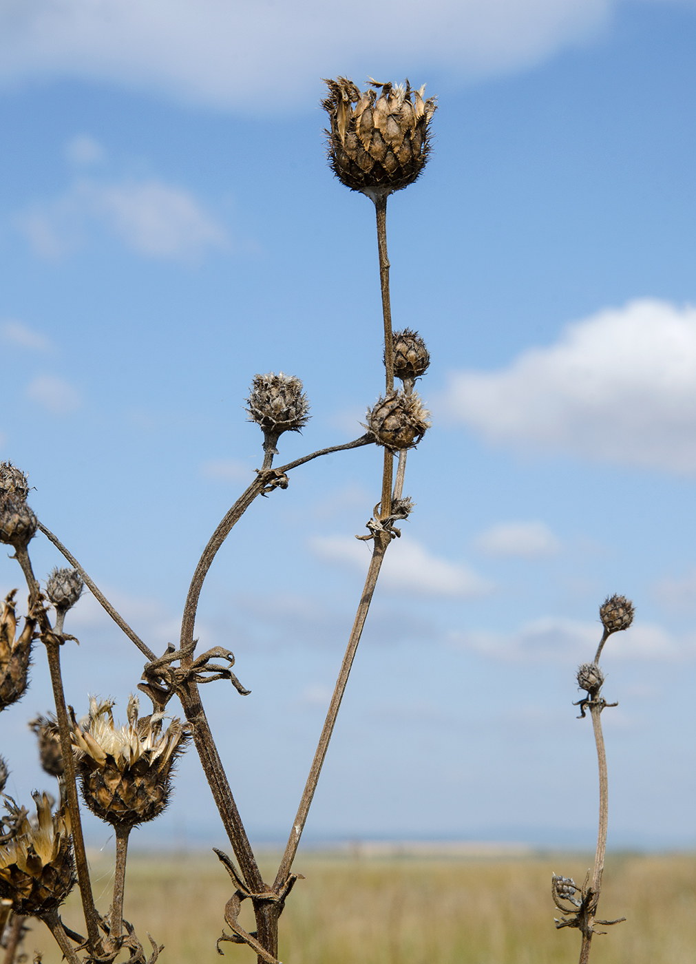 Изображение особи род Centaurea.