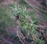 Artemisia abrotanum