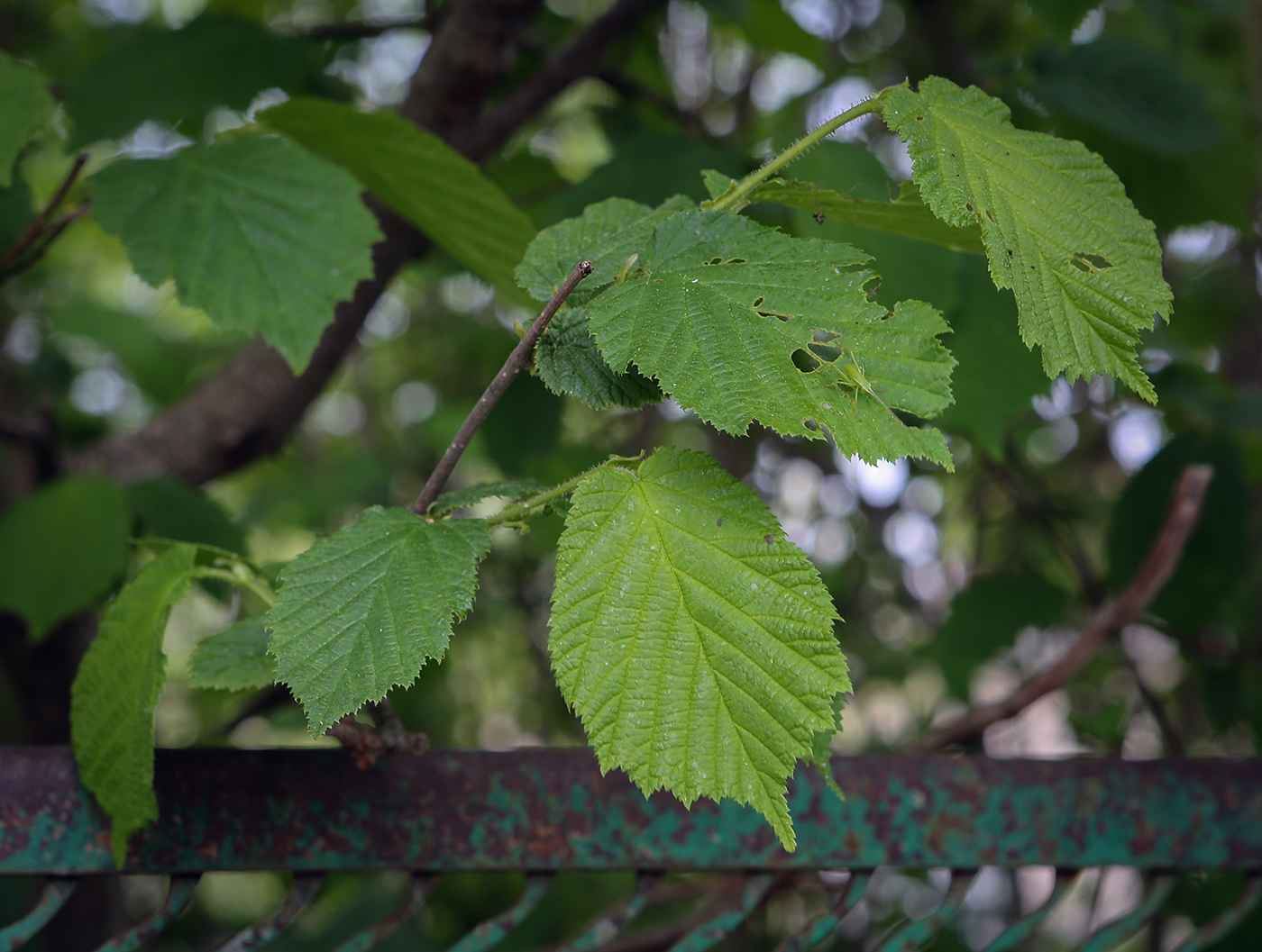 Image of Corylus avellana specimen.