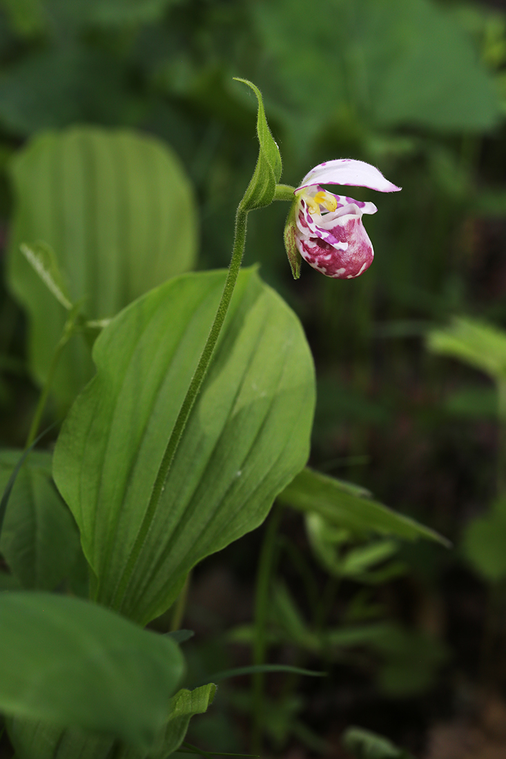 Image of Cypripedium guttatum specimen.