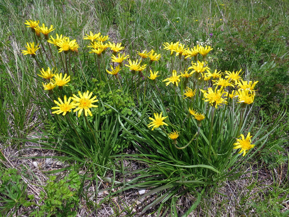 Изображение особи Scorzonera radiata.