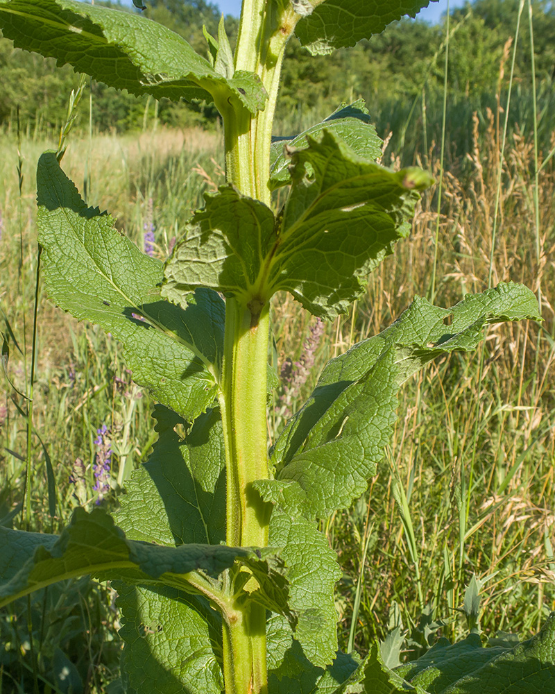 Изображение особи Verbascum pyramidatum.