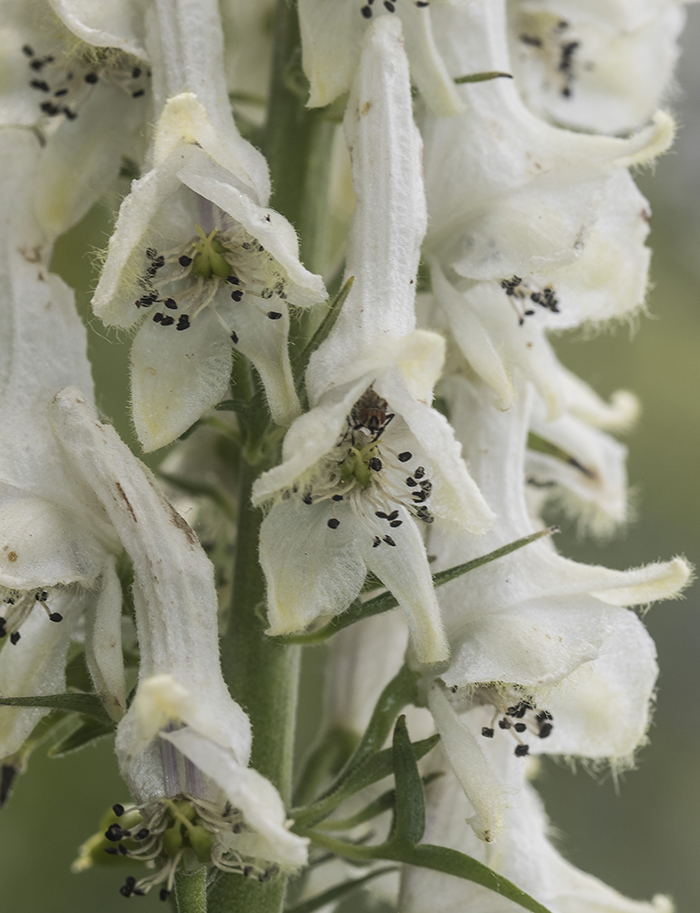 Image of Aconitum orientale specimen.