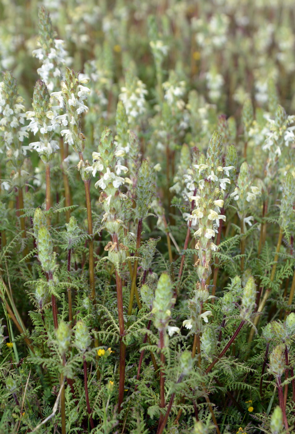 Image of genus Pedicularis specimen.