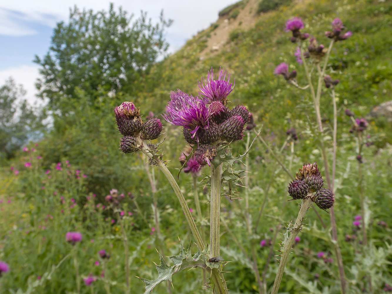 Изображение особи Cirsium elbrusense.