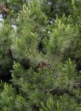 Pinus halepensis