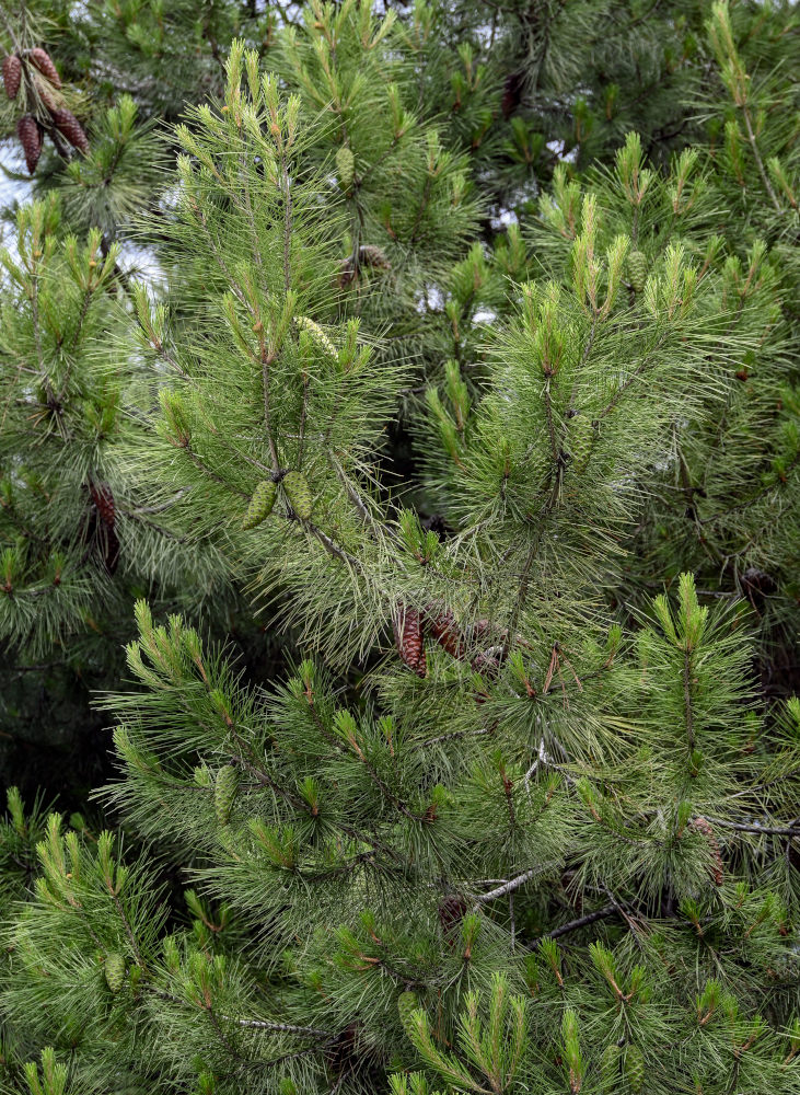 Image of Pinus halepensis specimen.