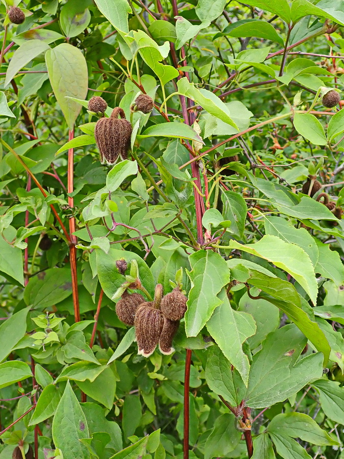 Изображение особи Clematis fusca.