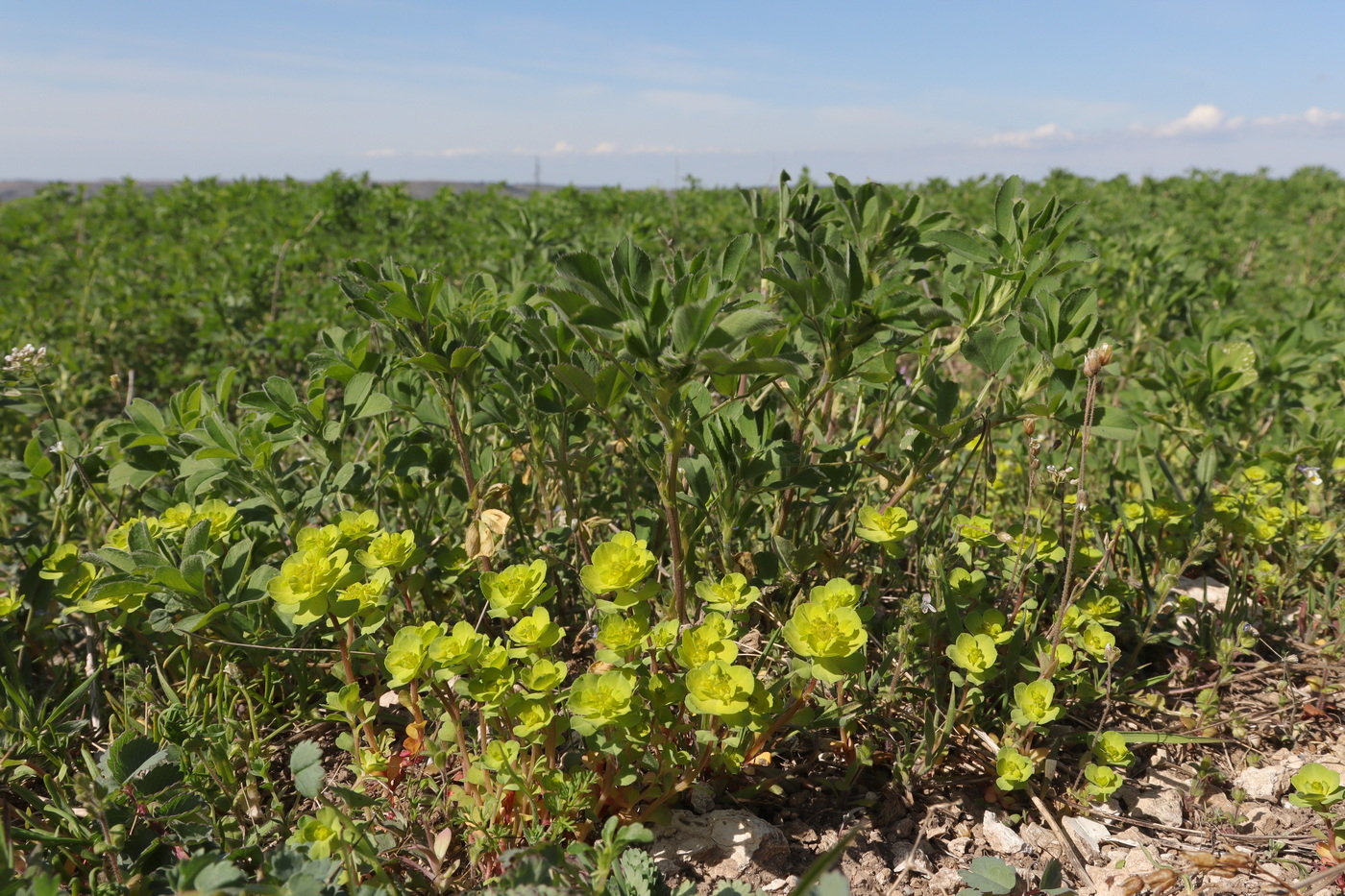 Image of Euphorbia helioscopia specimen.