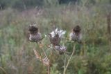 Cirsium polonicum. Верхушка отцветшего растения. Калужская обл., Ульяновский р-н, ур. Дубенка, южная часть, луг. 29 августа 2024 г.