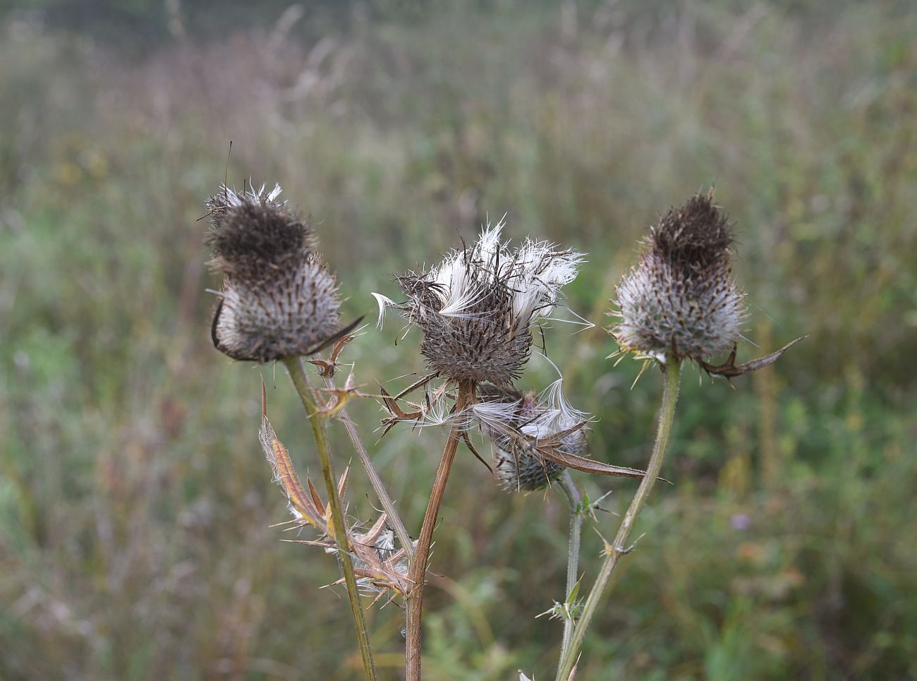 Изображение особи Cirsium polonicum.