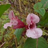 Impatiens glandulifera. Соцветие с цветками и завязями. Хабаровский край, окр. г. Комсомольск-на-Амуре, граница смешанного леса и просеки ЛЭП. 28.09.2024.