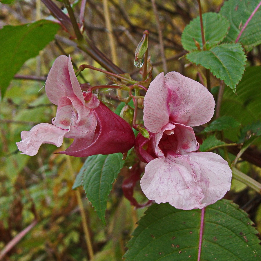 Изображение особи Impatiens glandulifera.