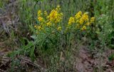 Solidago virgaurea. Цветущее растение. Вологодская обл., Сокольский р-н, Оларевская гряда, опушка смешанного леса, у дороги. 13.07.2024.