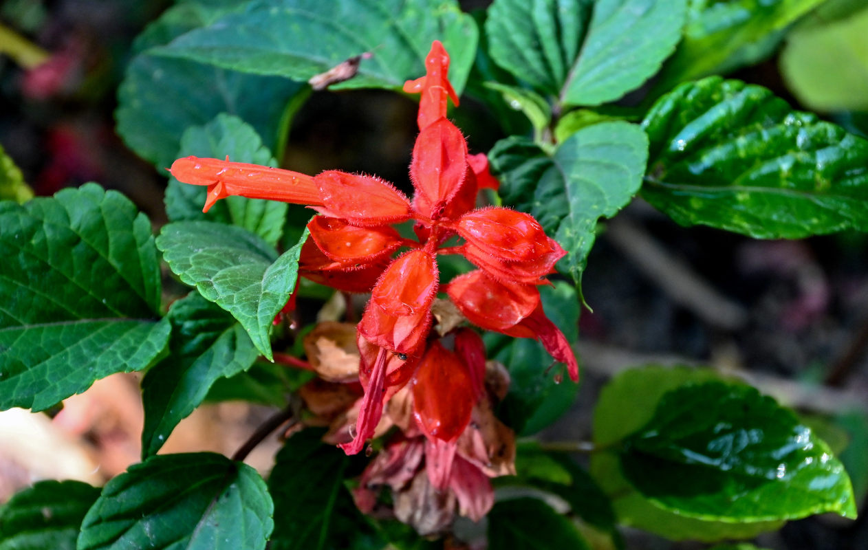 Изображение особи Salvia splendens.