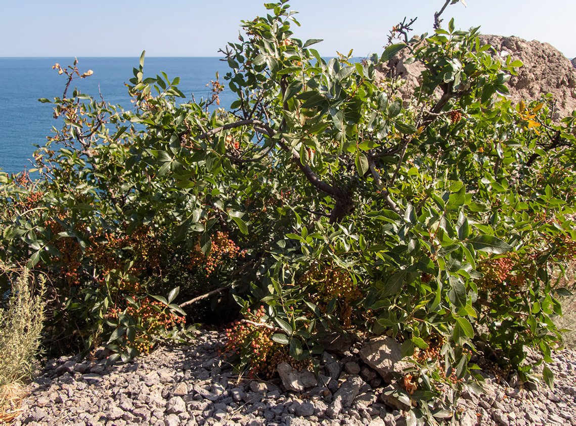 Image of Pistacia mutica specimen.