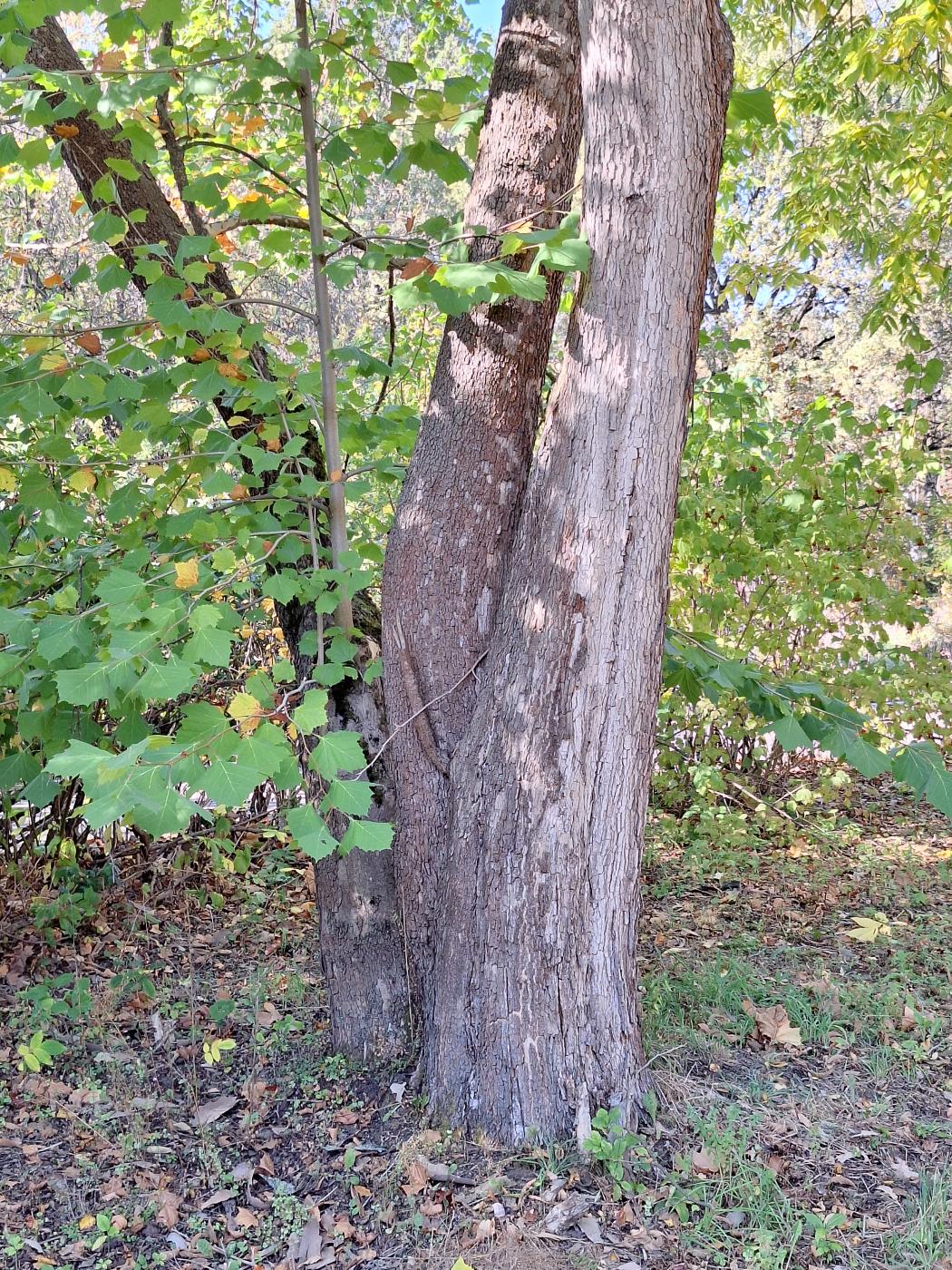 Изображение особи Platanus occidentalis.