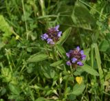 Prunella vulgaris