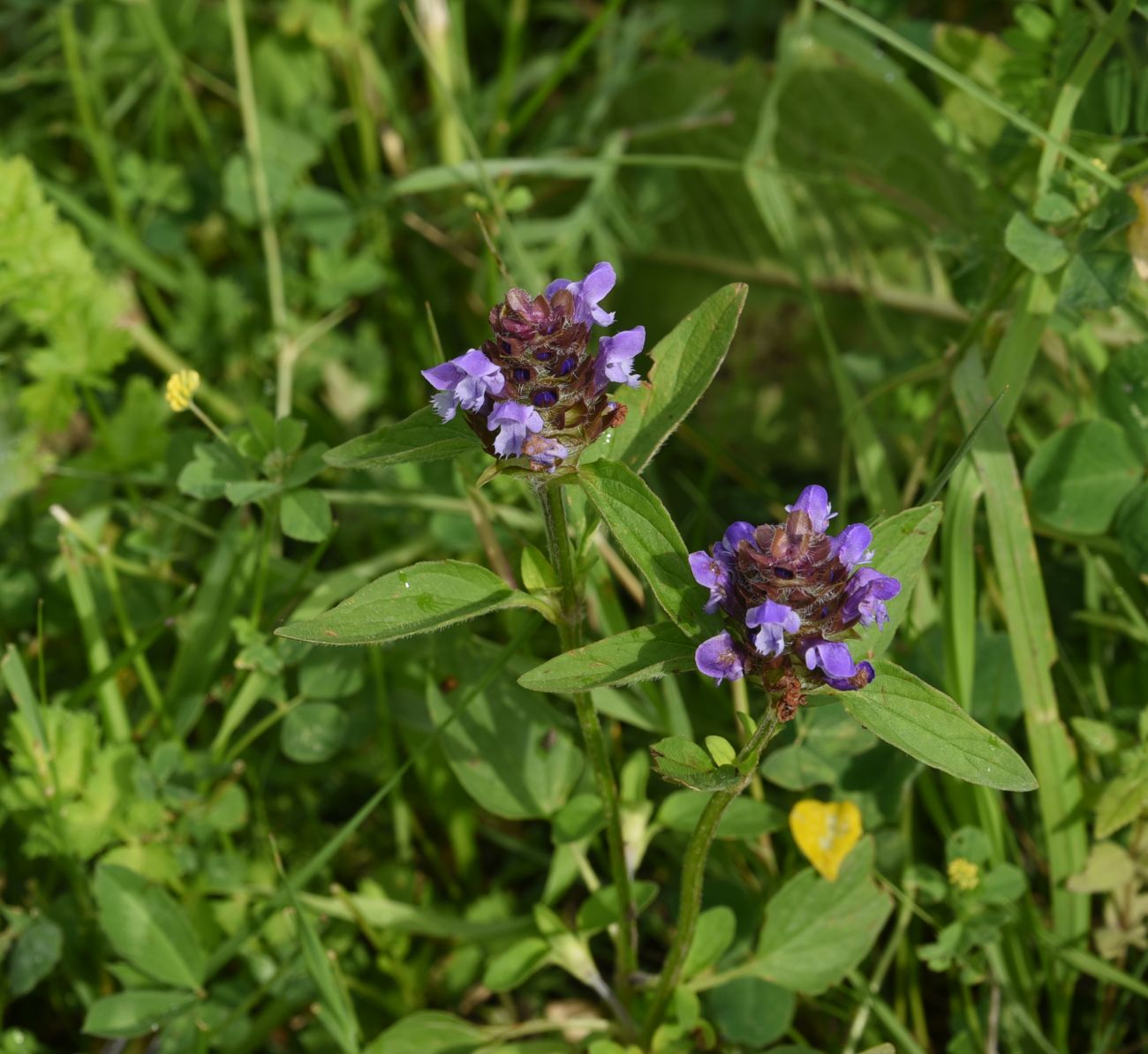 Image of Prunella vulgaris specimen.