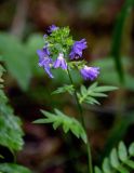 Polemonium caeruleum. Соцветие с цветками и завязями. Вологодская обл., Сокольский р-н, Оларевская гряда, смешанный лес. 13.07.2024.