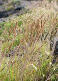 Trisetum spicatum. Верхушки плодоносящих растений. Камчатский край, Елизовский р-н, природный парк \"Вулканы Камчатки\", южный участок, кластер \"Налычевский\", памятник природы \"Экструзия Верблюд\", тундра. 11.08.2024.