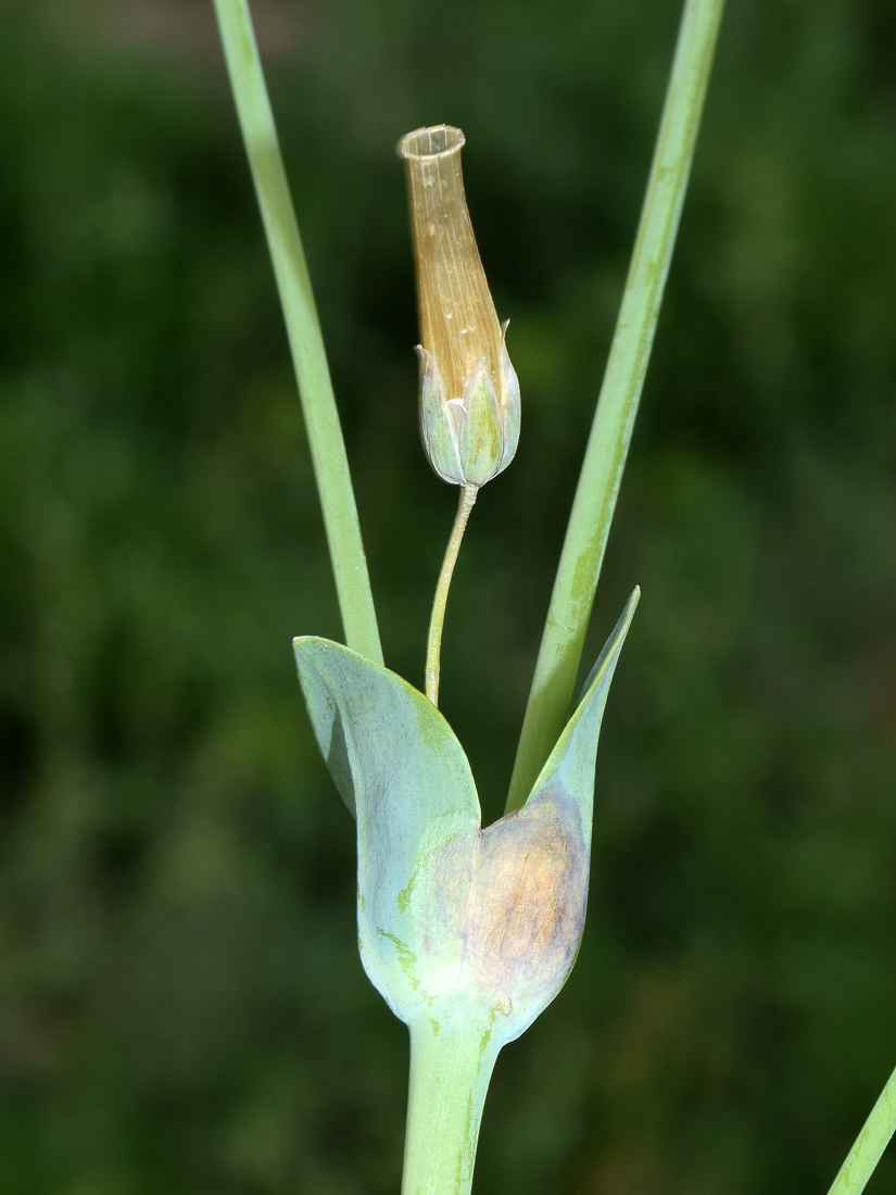 Изображение особи Cerastium perfoliatum.