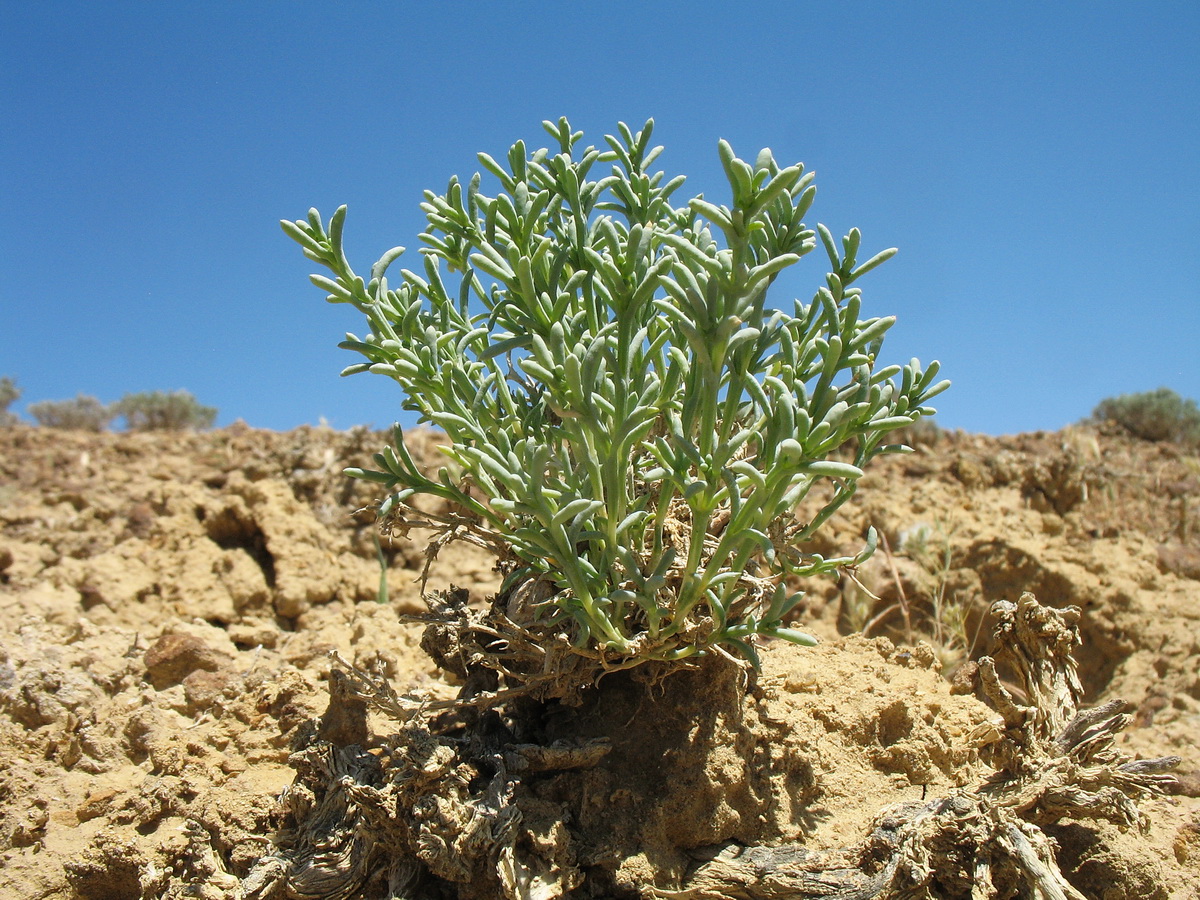 Image of Arthrophytum lehmannianum specimen.