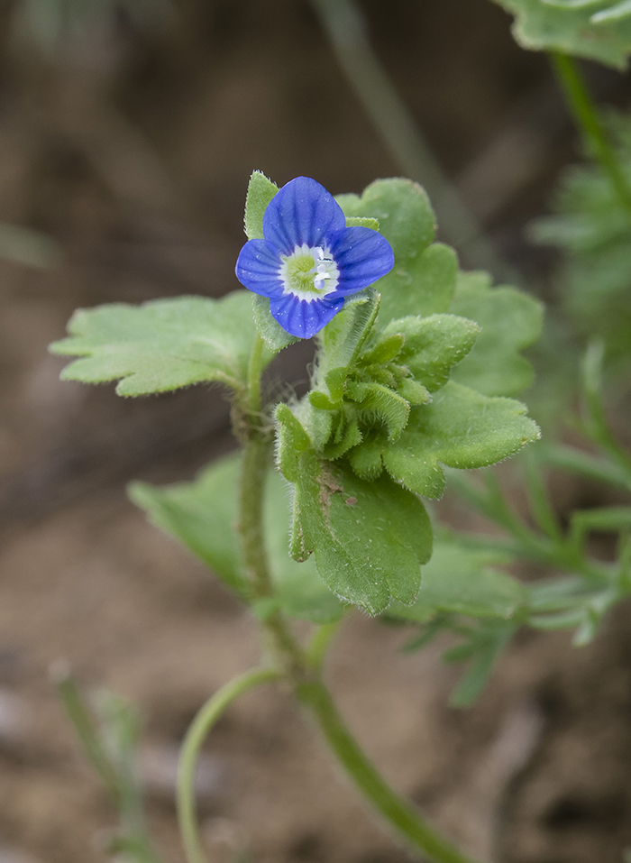 Изображение особи Veronica praecox.