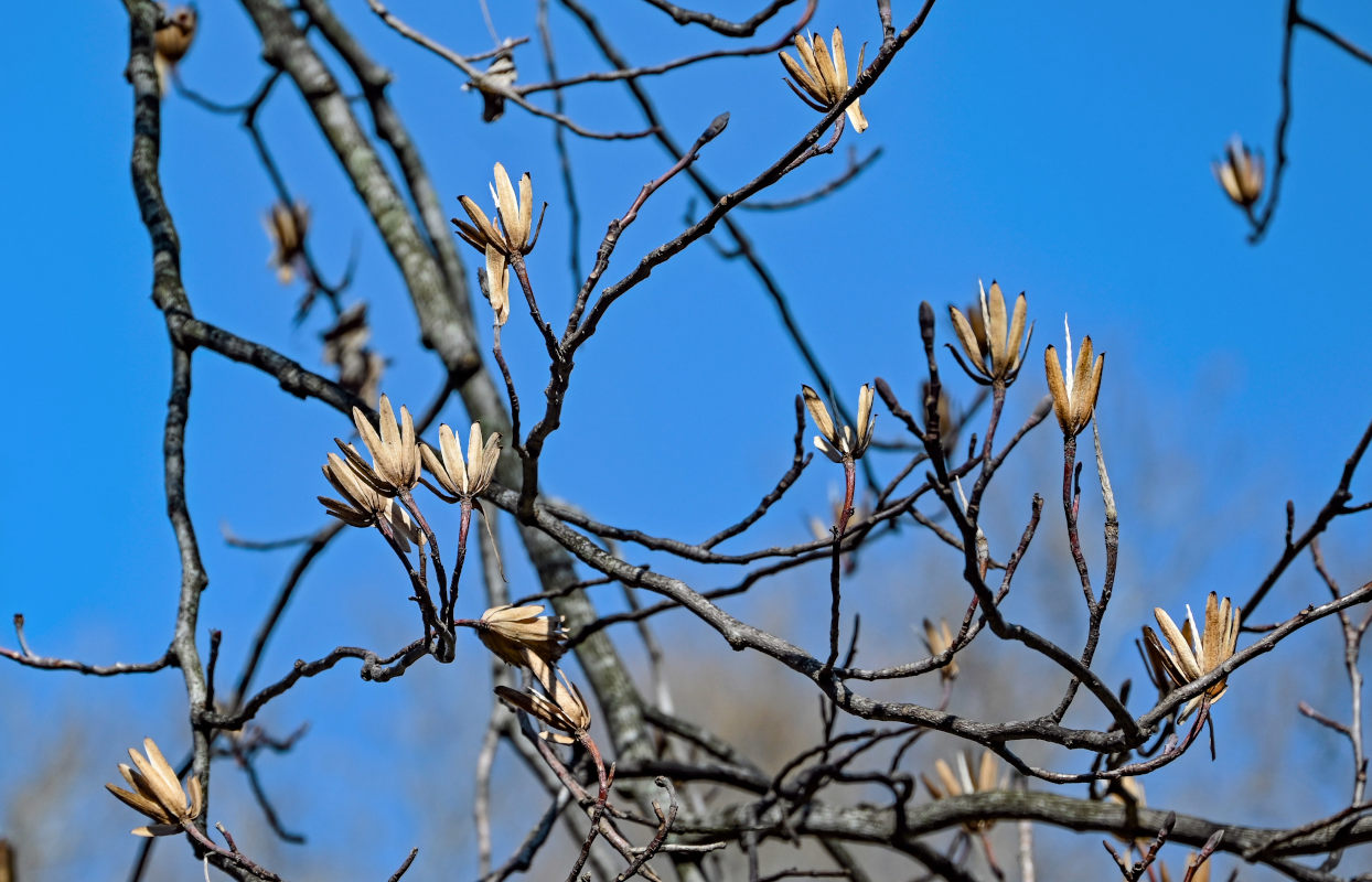 Image of Liriodendron tulipifera specimen.
