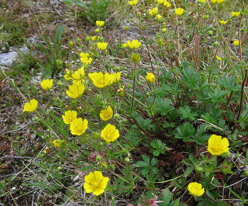 Image of Potentilla crantzii specimen.