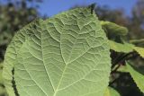 View full-size image Hydrangea arborescens