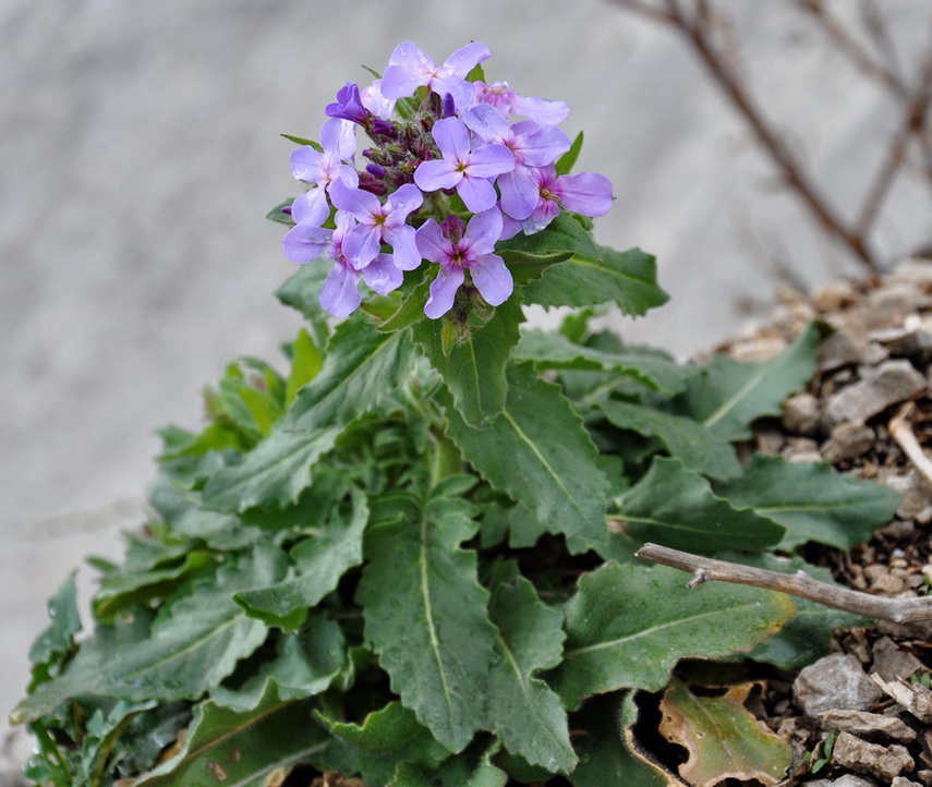 Image of genus Hesperis specimen.