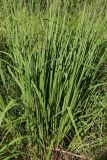 View full-size image Molinia caerulea