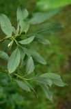 View full-size image genus Salix