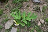 View full-size image genus Heracleum