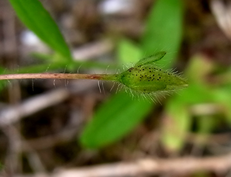 Image of Tuberaria guttata specimen.