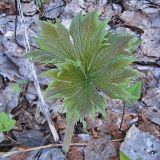 Aconitum septentrionale. Прикорневой лист. Чувашия, окрестности г. Шумерля, Кумашка, оз. Горелое. 26 апреля 2007 г.