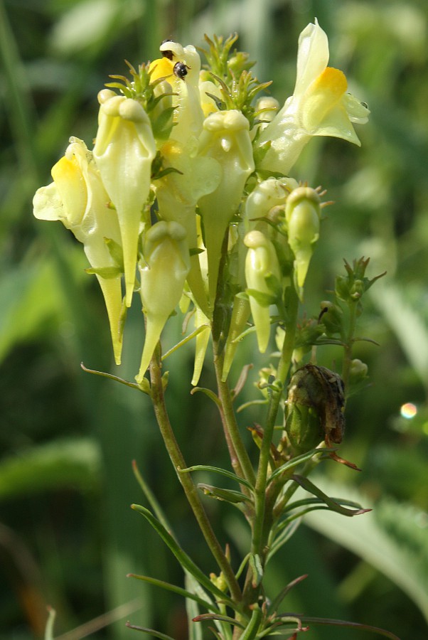 Image of Linaria ruthenica specimen.