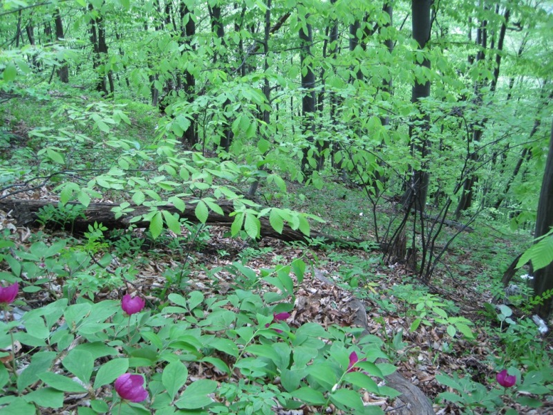 Image of Paeonia caucasica specimen.