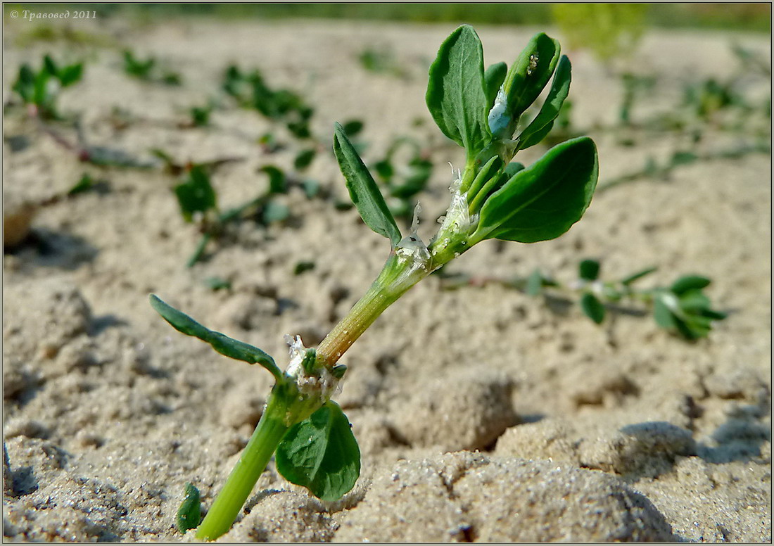 Изображение особи Polygonum arenastrum.