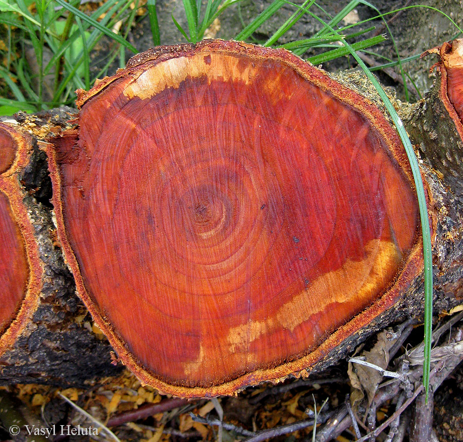 Изображение особи Alnus glutinosa.