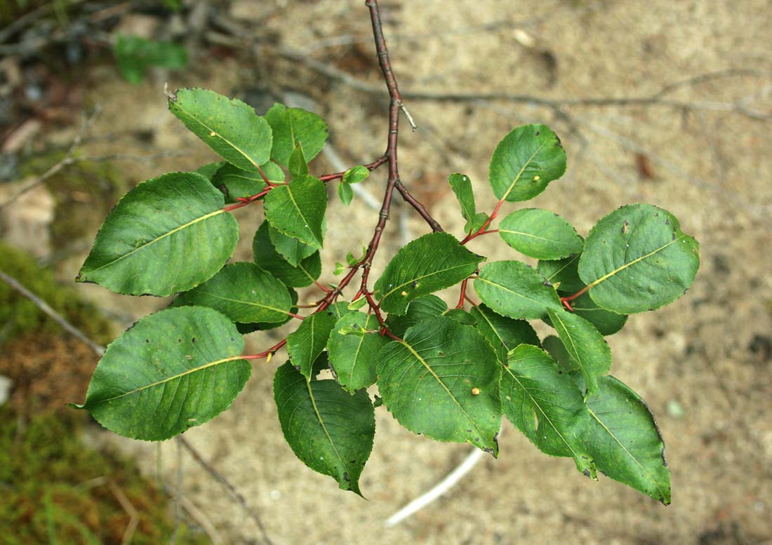 Изображение особи Salix cardiophylla.
