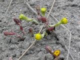 Tussilago farfara