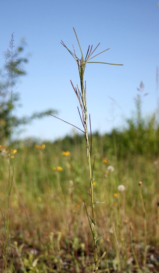 Image of Arabis borealis specimen.