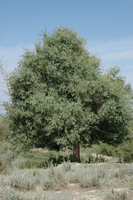 Изображение особи Populus pruinosa.